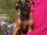 Hildi- kleine Abenteurerin sucht Familie - München