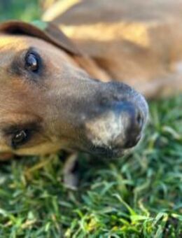 🩵Pog🩵Zuhause gesucht🩵 - Ovelgönne