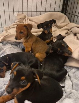 Zwergpinscher Welpen - Frankfurt (Main) Oberrad