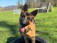Deutscher Schäferhund, Hündin, fast 2-jährig, mit SKG/SC Ahnentafel in 5313