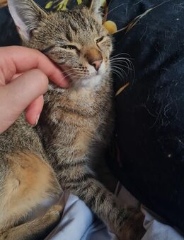 Kuschelbedürftige Katze abzugeben - Uetze