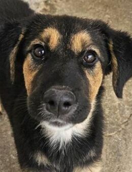 Glinda, geb. ca. 07/2025, GRIECHENLAND - Euskirchen