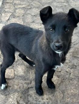 Lotti sucht ihre Familie - Berlin