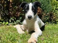 Verspielte Ayla sucht ihre Familie 💓 - Großefehn