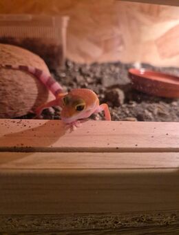 Leopardgecko nachwuchs abgabebereit - Korschenbroich