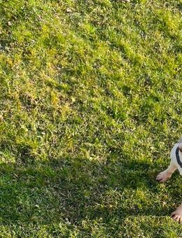 Dringend neues Zuhause gesucht - Französisches Bulldoggen Mädchen - Lauingen (Donau)