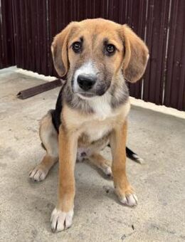🐕Fröhlicher Vergil🐕 - Eislingen (Fils)