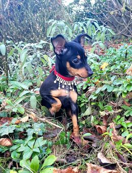 Prager Rattler reinrassig Welpe Weib.-Abgabe ab Dezember - Löningen