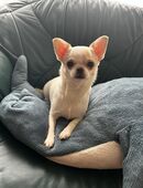 Chihuahua Junge und Mädchen noch frei. in 18055