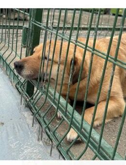 🆘🌸Liebe Misha in NOT🌸🆘 - Eislingen (Fils)