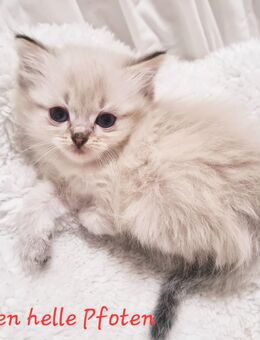 Ragdoll Kitten suchen ihr Königreich - Gelsenkirchen Resse