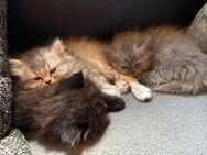 kleine Perser kitten suchen Zuhause - Effeltrich