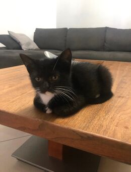 Babykatzen - Gelsenkirchen