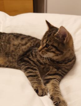 Kätzchen Kitten abzugeben - Quakenbrück