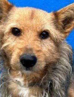 LÖWE - ein tapferer Mini-König! - Sulzbach-Laufen