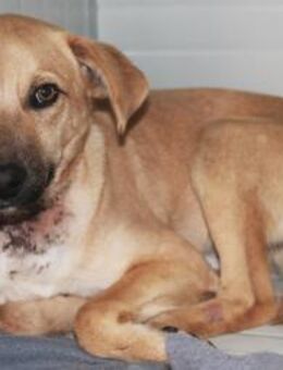 Atlas verdient eine zweite Chance - Berlin