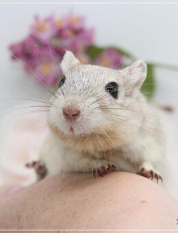 Zauberhafte, zahme Rennmäuse - Egling