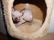 Reinrassiger Cannadische Sphynx Kitte mit Stammbaum - Dortmund