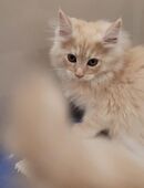 Reinrassiger Kater creme/rote Maine Coon in 55452