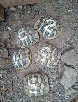 Griechische Landschildkröte - Speyer