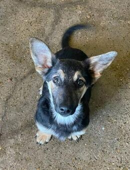 Hasenohr Papaya - Alfdorf