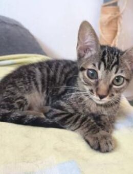 Lebensfroher Katzenjunge Pum - Karlsruhe