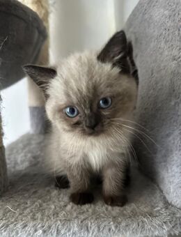 BKH Kitten ( Nur noch 3 da ) - Bremen