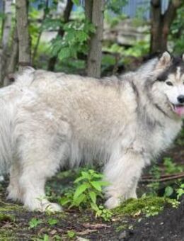 KONOR- sucht Liebhaber für nordische Ras - Mainhardt