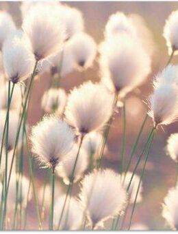 Artland Wandbild Wollgraszauber im Moor, Gräser (1 St), als Alubild, Outdoorbild, Leinwandbild, Poster, Wandaufkleber