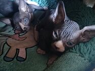 Reinrassige Cannadische Sphynx Kitten mit Stammbaum - Dortmund