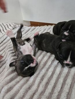 Französische Bulldogge Welpen - Hennef (Sieg)
