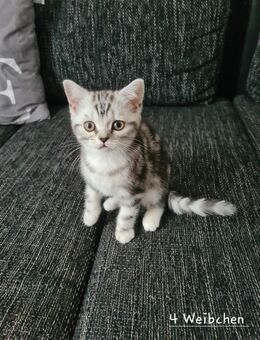 2 süße Kitten suchen eine Familie - Alsdorf (Nordrhein-Westfalen)