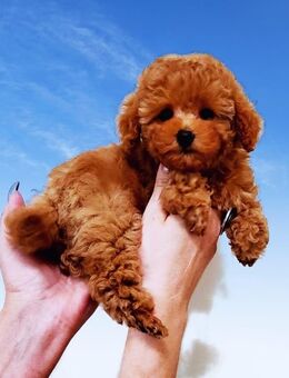 Süsse Toy Pudel Welpen - Bramsche