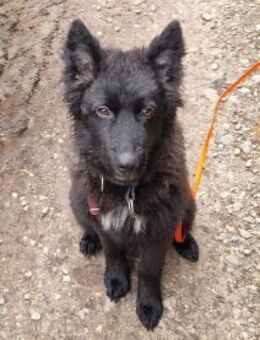 Kiano Kleiner Schatz sucht sein Zuhaus - München