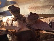 bartagame männchen - Schiffweiler