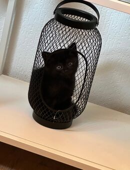 Schwarze BKH Katzenbabys Kitten - Brachbach