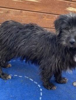 Zausel - freundlich und agil - Westerholt