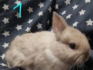 Baby Kaninchen - Lich