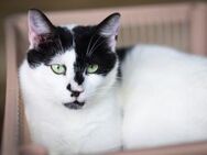 Andy aus dem Tierschutz - Grevenbroich