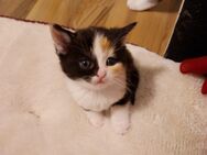 katzenbabys - Schwerte (Hansestadt an der Ruhr)