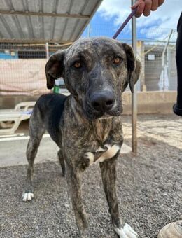 Dana - Lorsch (Karolingerstadt)