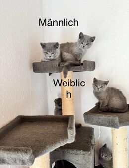 BKH kitten Abgabebreit - Rahden
