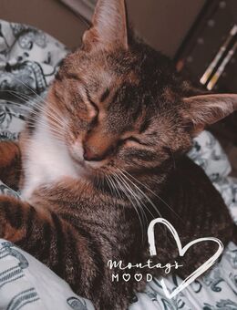Liebevolles Zuhause für meine Katze Lilly gesucht - Freudenberg (Nordrhein-Westfalen)