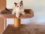 Reinrassige Ragdoll-Kätzchen - Trochtelfingen Zentrum