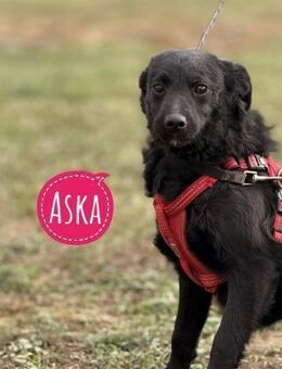 Aska ein selbstbewusstes Mädchen - Flörsheim-Dalsheim