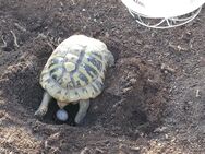 Lilly - weibliche griechische Landschildkröte (THB, eierlegend) - Arnsberg