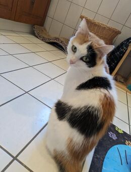 Kätzin Beba - Garching (München)