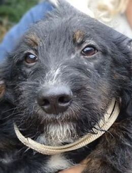 Welpenkind CRIS - Gefrees