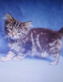 reinrassige sibirische Waldkatzen Kitten 1 Katerchen noch frei - Billigheim
