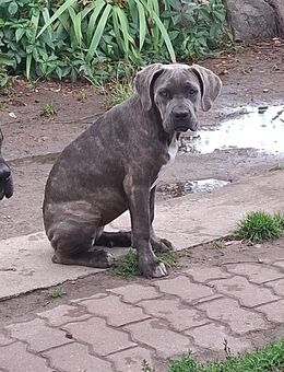 Cane Corso welpen - Beeskow